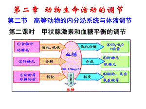 高等动物的内分泌系统与体液调节第二课时ppt课件.ppt