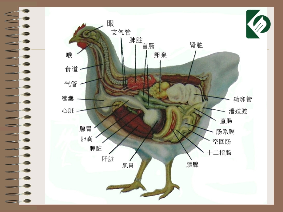 鸡的解剖生理.ppt_第3页