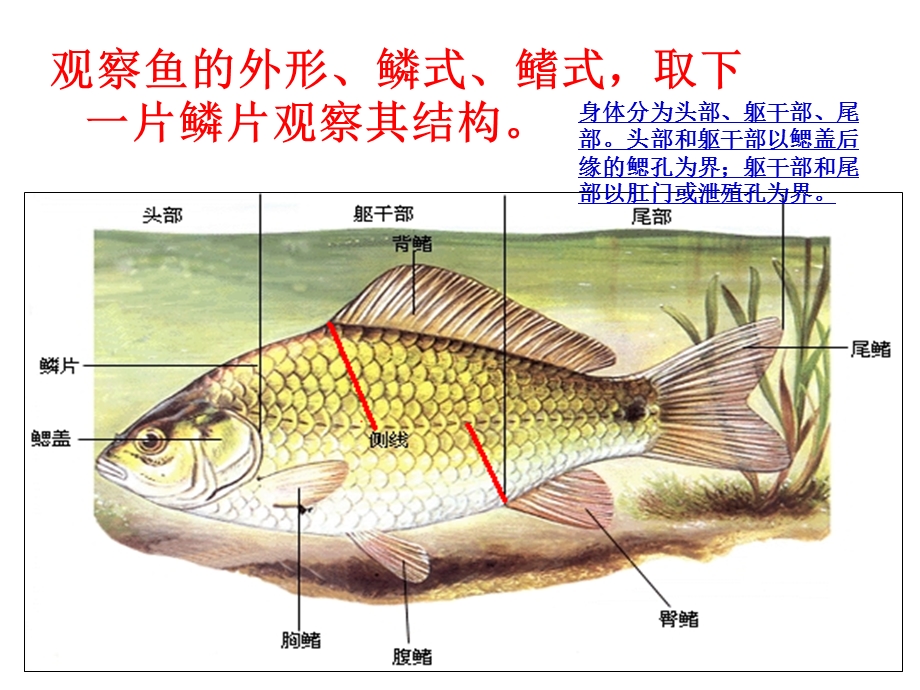 鲤鱼的观察内容.ppt_第2页