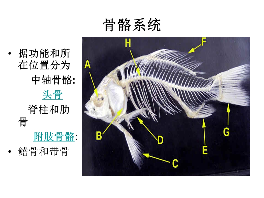 鲤鱼的观察内容.ppt_第3页