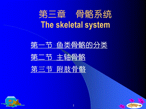 鱼类学骨骼系统.ppt