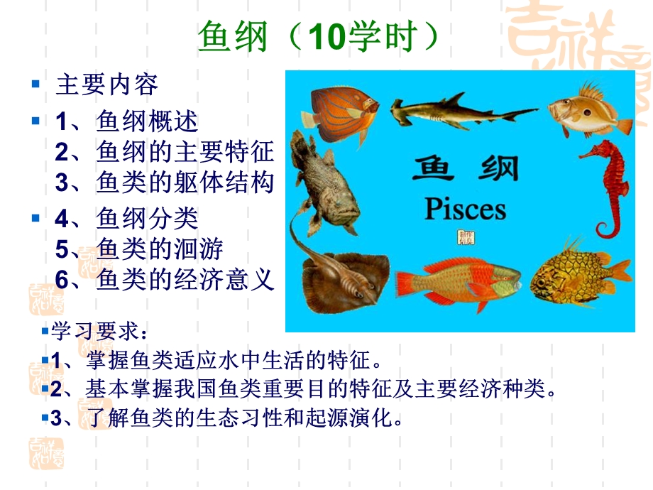 鱼纲形态特征.ppt_第1页