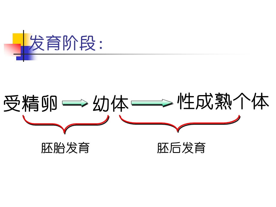 高等动物个体发育2.ppt_第2页