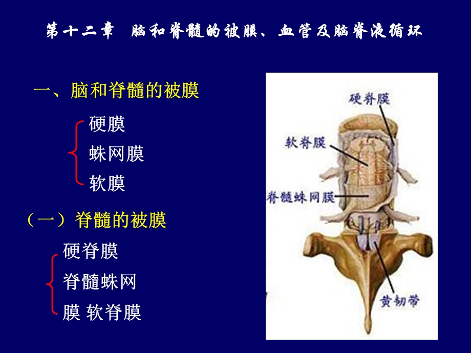 脑脊髓血管被膜脑脊液1.ppt_第2页