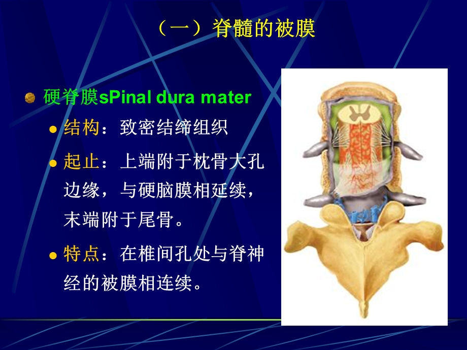 脑脊髓血管被膜脑脊液1.ppt_第3页