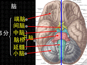 脑及脑干彩色图谱.ppt