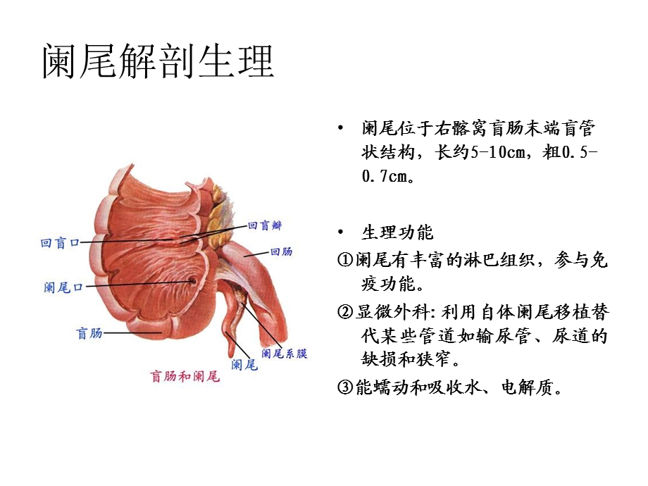 第三节急性阑尾炎病人的护理.ppt_第2页