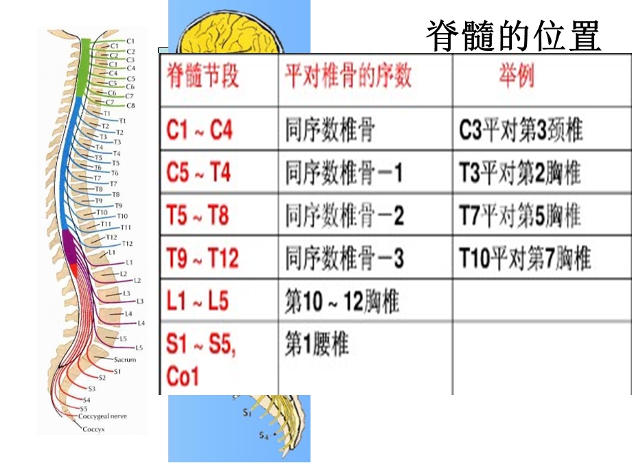 脊髓脊神经2.ppt_第1页