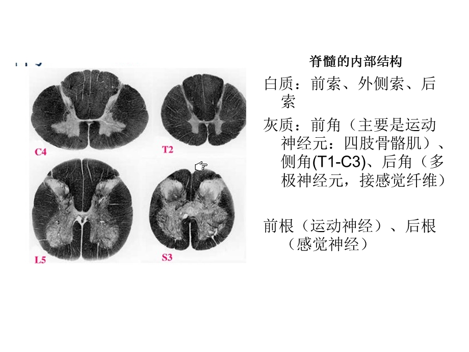 脊髓脊神经2.ppt_第3页