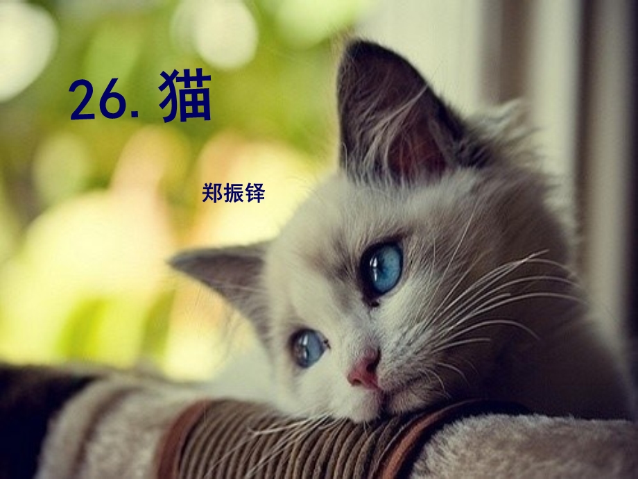 猫郑振铎公开课用.ppt_第2页