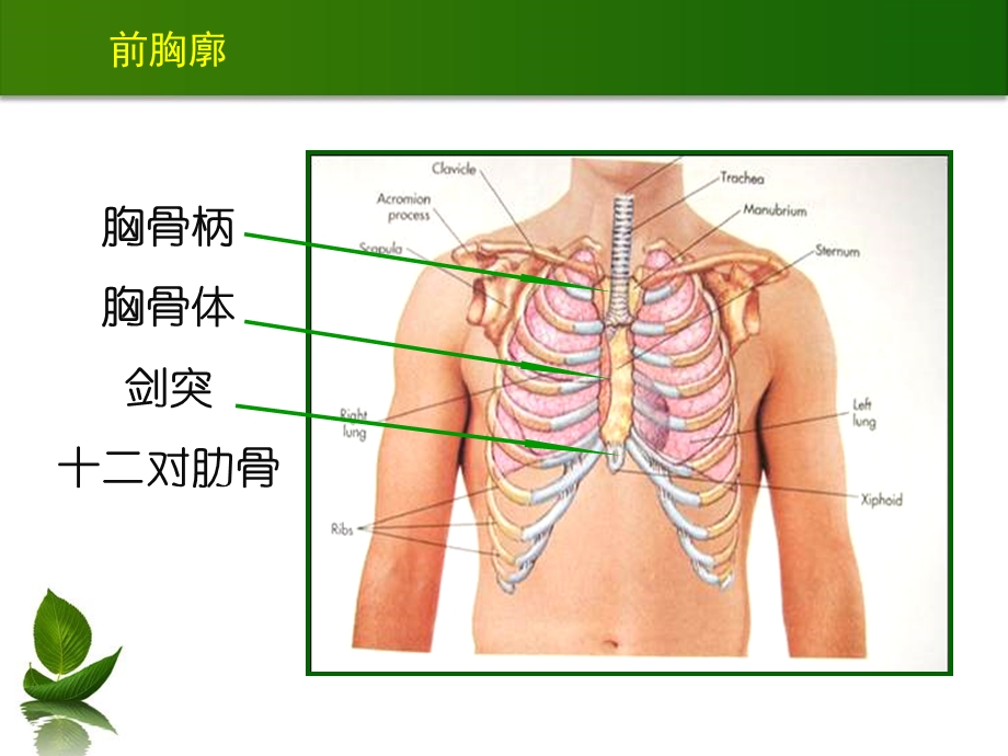 胸肺检查0926.ppt_第3页