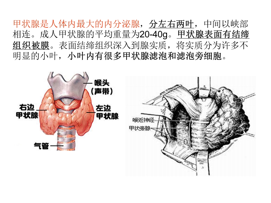 甲状腺激素的合成拓展用.ppt_第2页