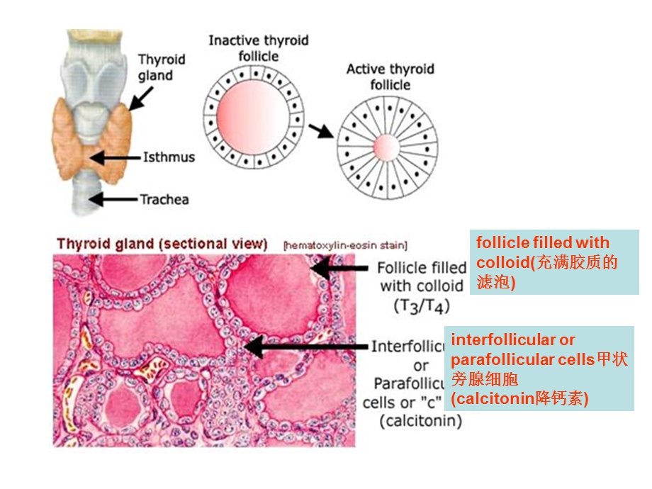 甲状腺激素的合成拓展用.ppt_第3页