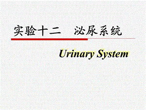 组织胚胎学泌尿系统.ppt