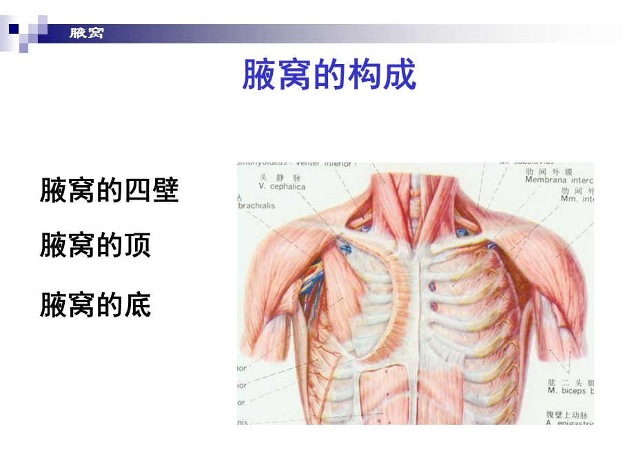 腋窝和臂前区.ppt_第2页