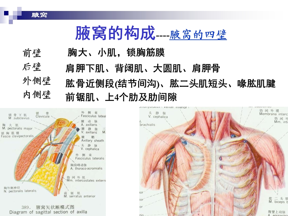 腋窝和臂前区.ppt_第3页