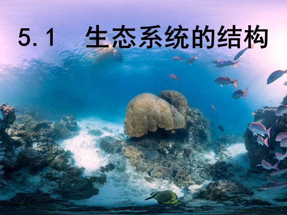 生态系统的结构PPT.ppt_第1页