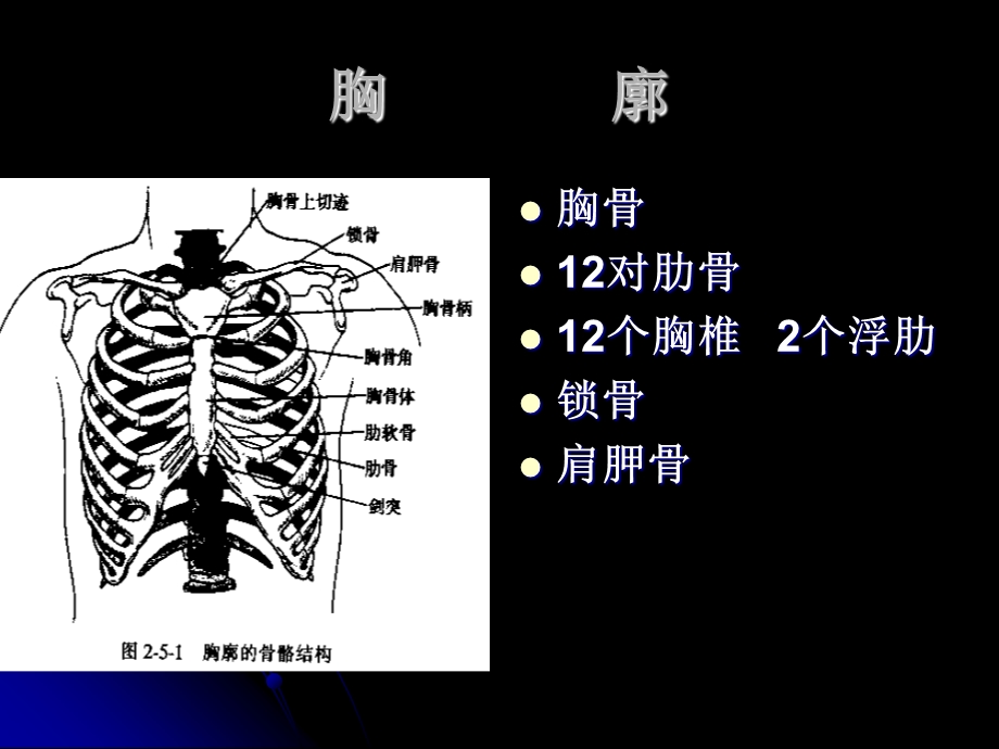 胸部检查9.ppt_第3页