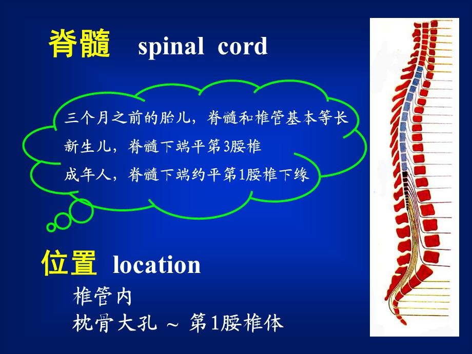 人体解剖学教学课件15脊髓.ppt_第1页