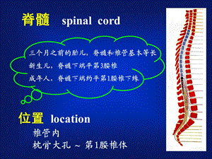 人体解剖学教学课件15脊髓.ppt