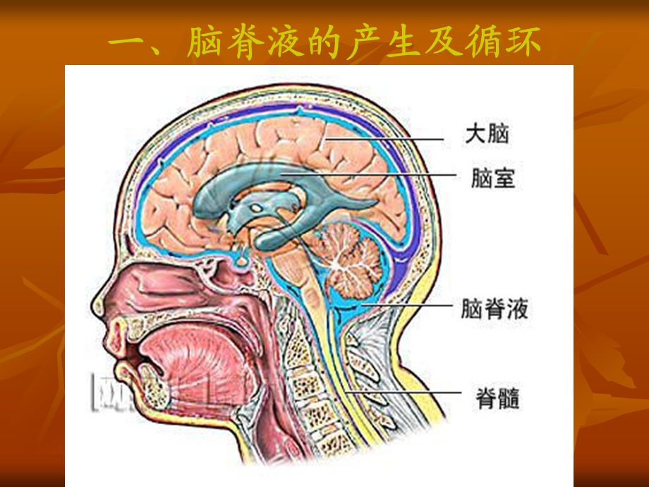 脑积水治疗和护理.ppt_第2页