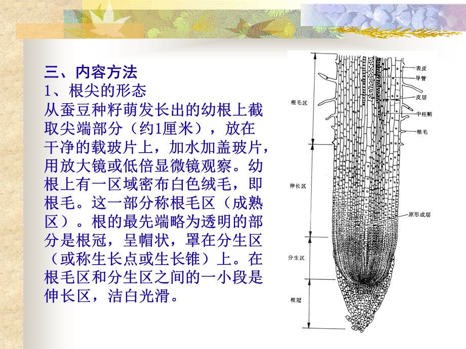 实验五根的结构一.ppt_第3页