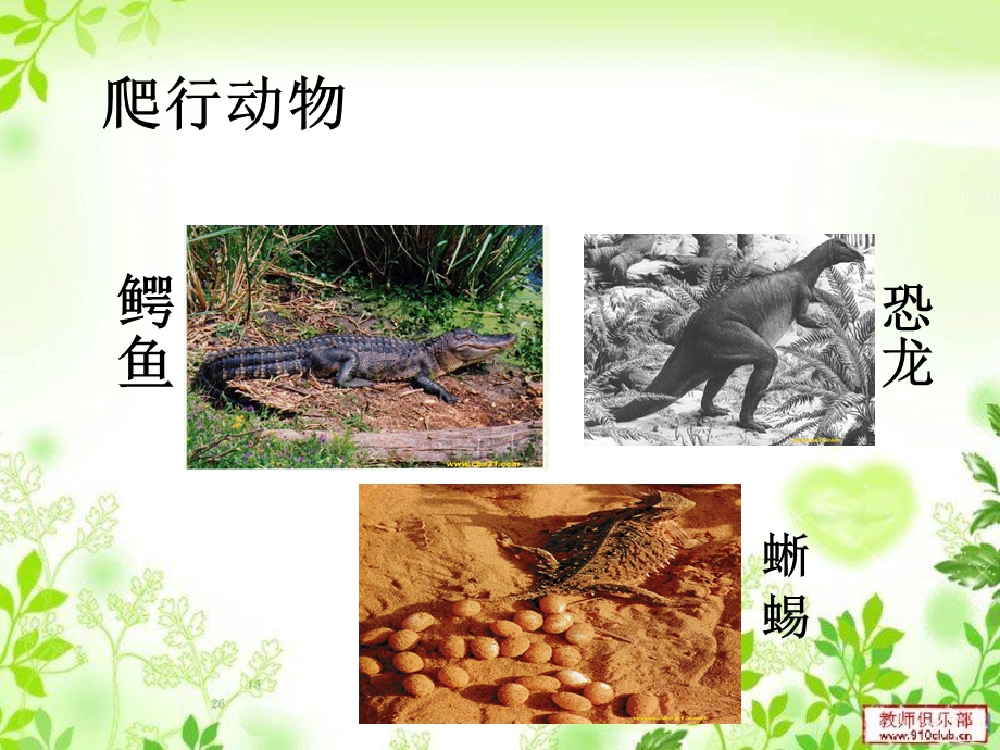 爬行动物课件.ppt_第1页