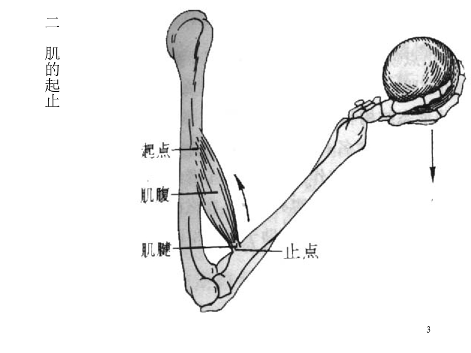 肌学med126com.ppt_第3页