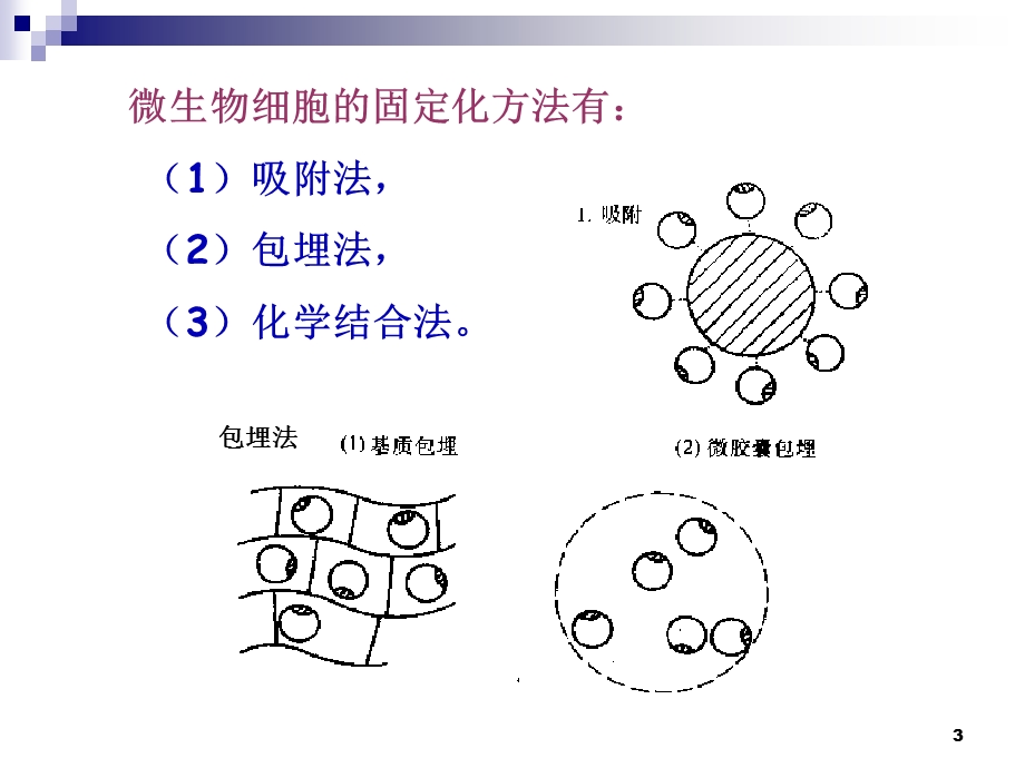 4.3酵母细胞的固定化课件古振宣.ppt_第3页