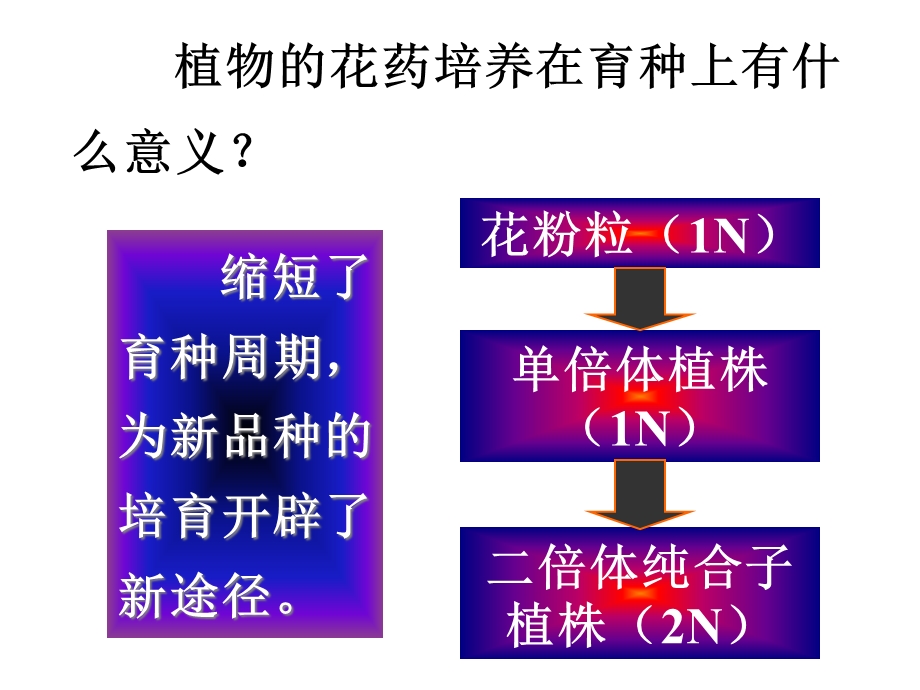 3.2月季的花药培养课件辛越权.ppt_第1页