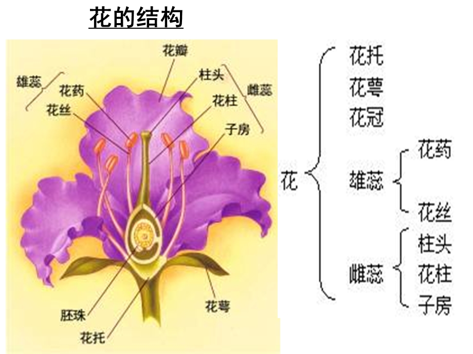 3.2月季的花药培养课件辛越权.ppt_第2页