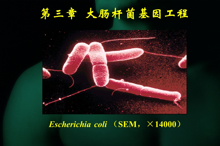 第三章大肠杆菌基因工程3.ppt_第2页