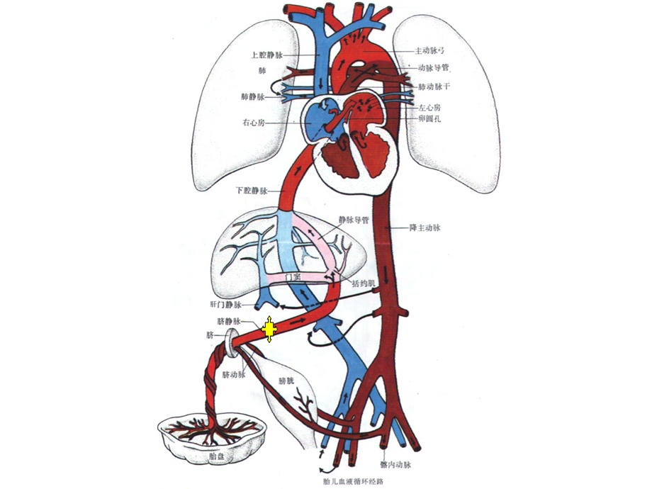 胎儿血流动态图.ppt_第3页