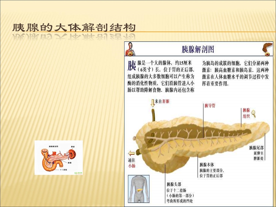 胰腺的组织解剖.ppt_第1页