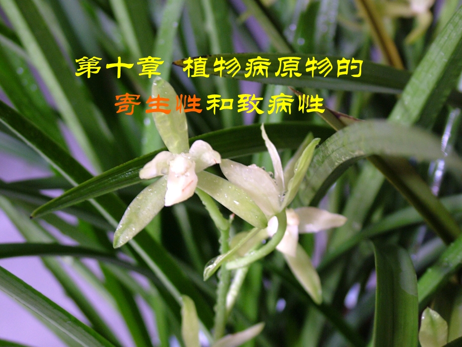 植物病原物的寄生性和致病性.ppt_第1页