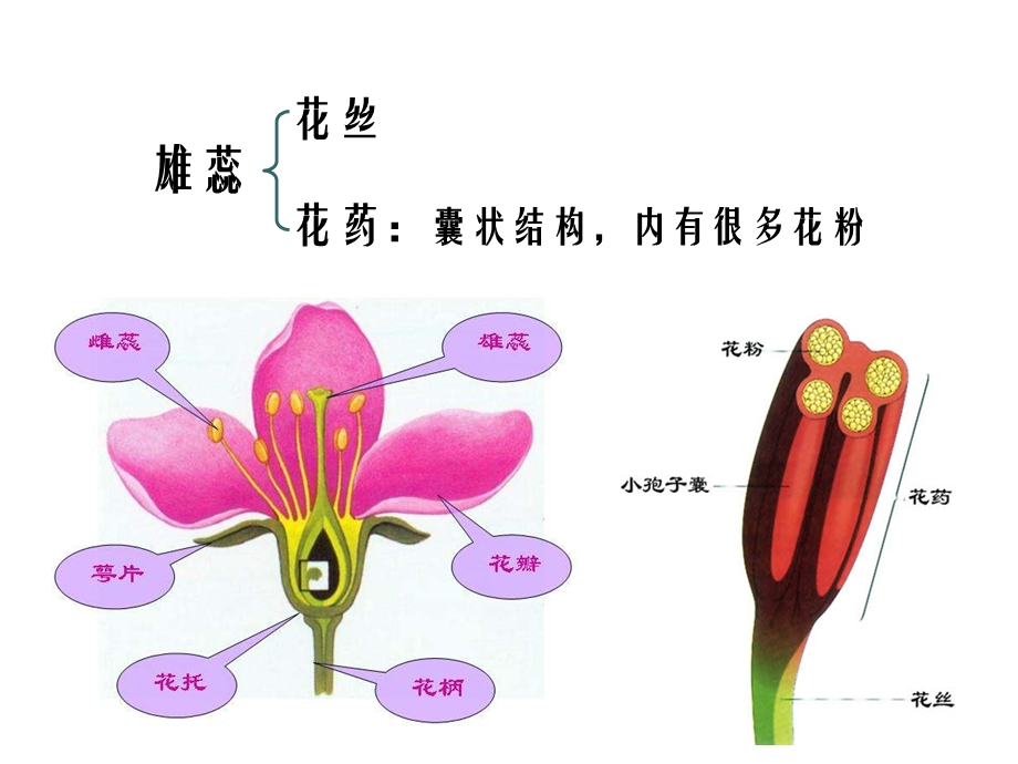 3.2月季的花药培养课件肖婷.ppt_第1页