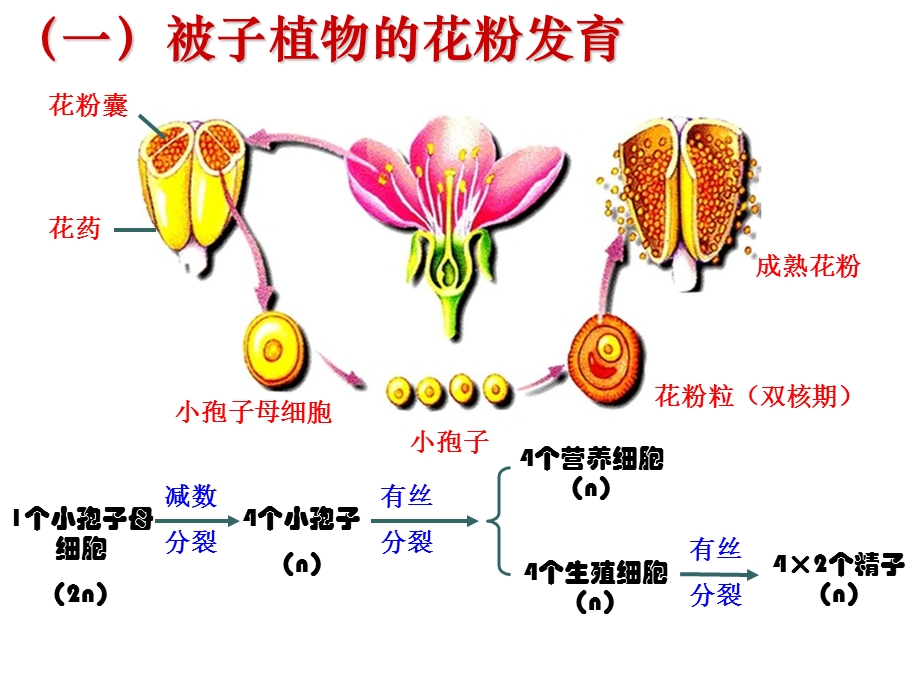 3.2月季的花药培养课件肖婷.ppt_第2页