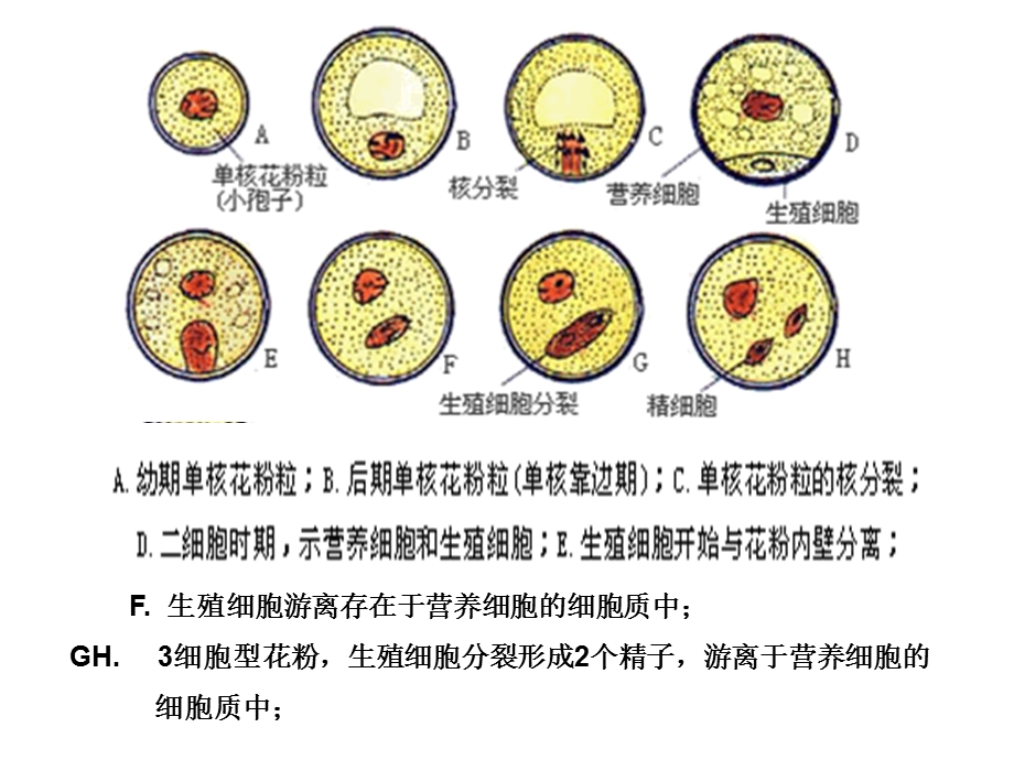 3.2月季的花药培养课件肖婷.ppt_第3页