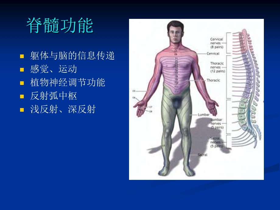 脊柱脊髓损伤的临.ppt_第2页