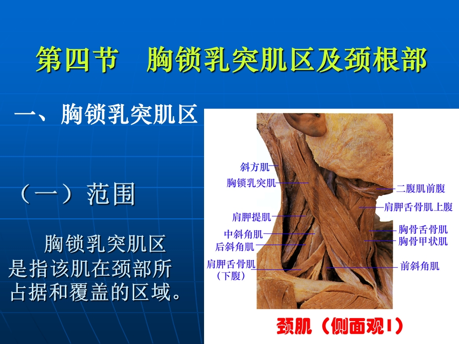 胸锁乳突肌区及颈根部.ppt_第1页