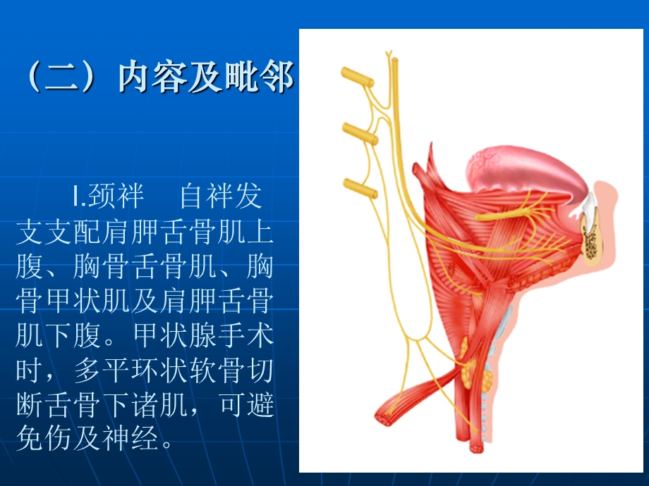 胸锁乳突肌区及颈根部.ppt_第2页