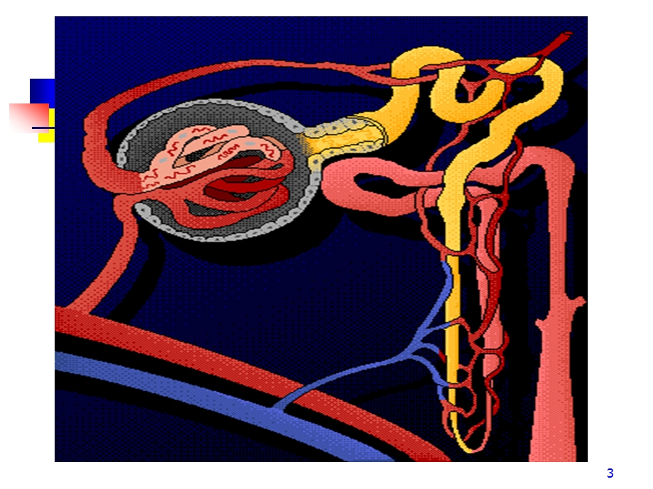 肾功能衰竭RenalFailure2003wpy.ppt_第3页