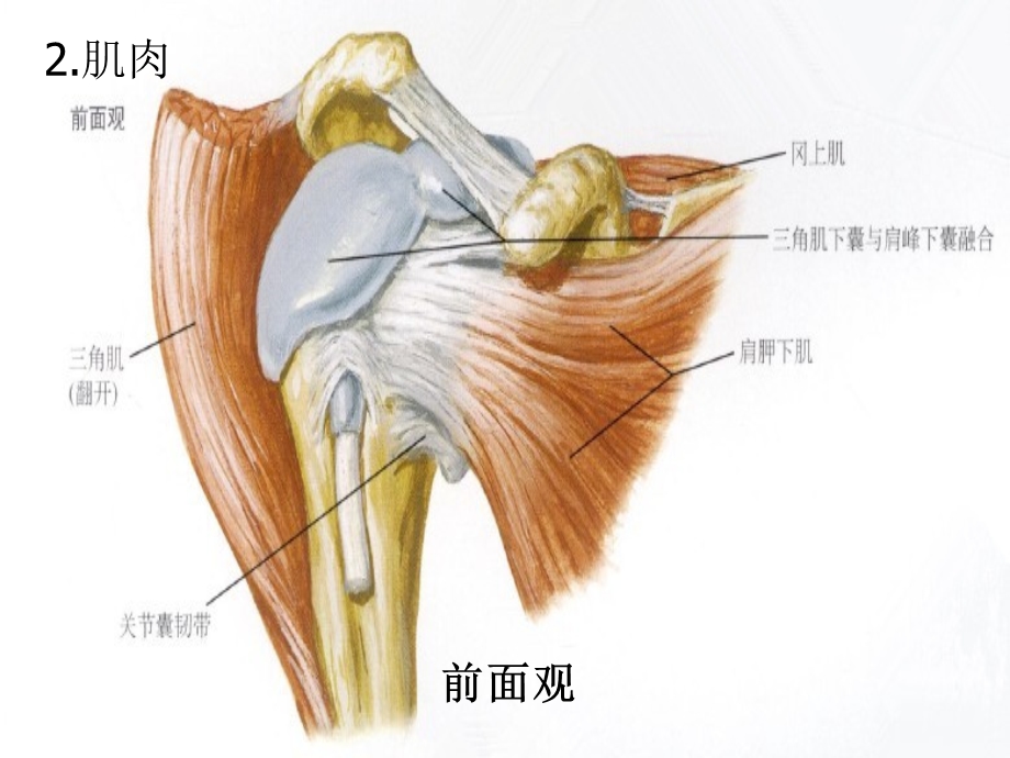 肱骨外科颈骨折.ppt_第3页