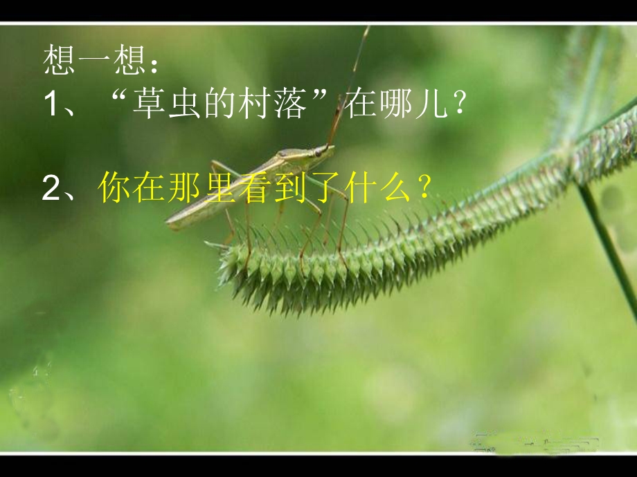 3.草虫的村落.ppt_第3页