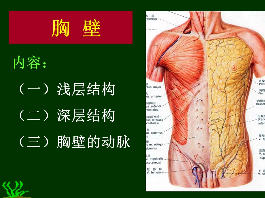 胸部解剖图谱1.ppt_第3页