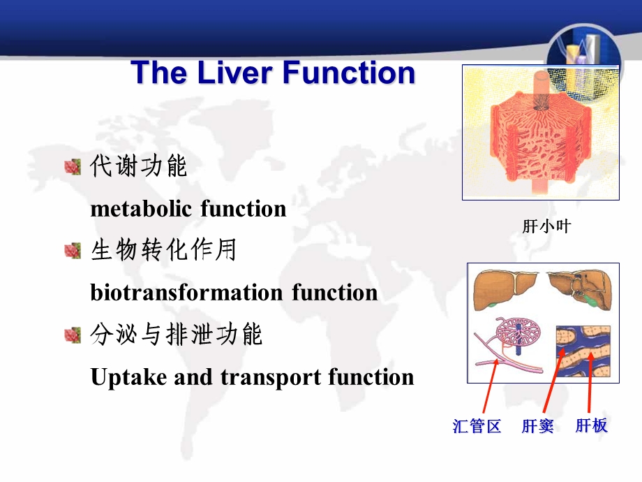 肝病常用实验室检查.ppt_第2页