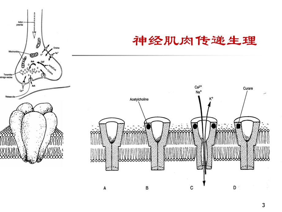 肌松药机制和应用0708.ppt_第3页