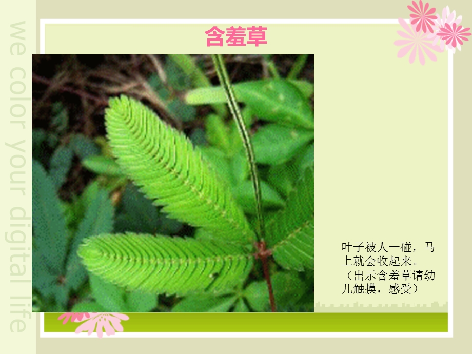 植物趣闻大班科学.ppt_第1页