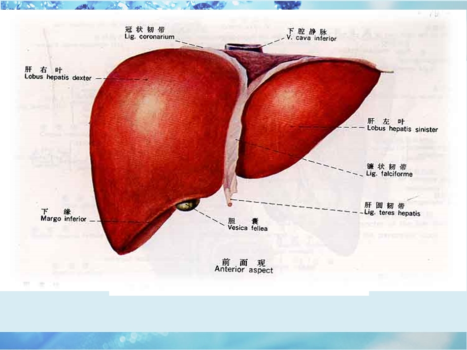 肝胆疾病ppt课件.ppt_第3页