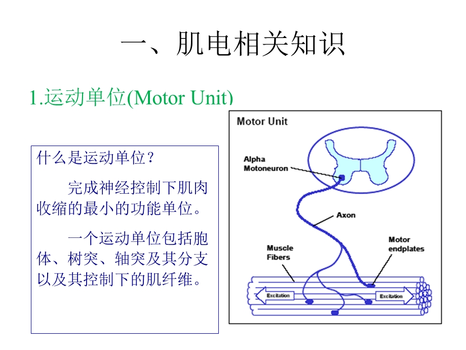 肌电相关知识及电极介绍.ppt_第3页